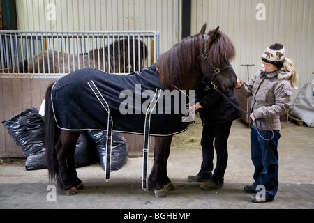 Cavallo islandese. A sud dell'Islanda. Foto Stock