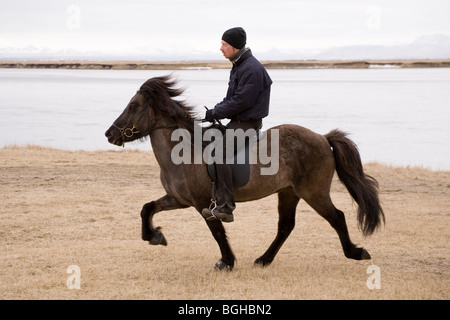 Cavallo islandese. A sud dell'Islanda. Foto Stock