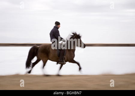 Cavallo islandese (movimento sfocate, panning). A sud dell'Islanda. Foto Stock