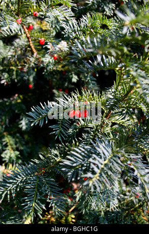 Il TAXUS BACCATA. YEW TREE bacche noto anche come ARILS. Foto Stock