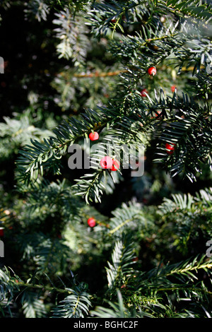 Il TAXUS BACCATA. YEW TREE bacche noto anche come ARILS. Foto Stock