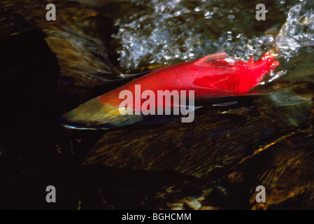 La deposizione delle uova di Salmone Sockeye (Oncorhynchus nerka), il pesce che nuota a monte, il ritorno di spawn, Adams River, British Columbia, Canada Foto Stock