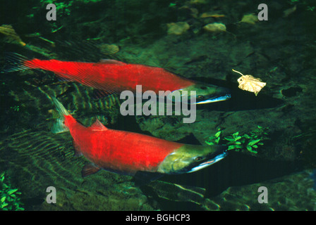 La deposizione delle uova di Salmone Sockeye (Oncorhynchus nerka), il pesce che nuota a monte, il ritorno di spawn, Adams River, British Columbia, Canada Foto Stock