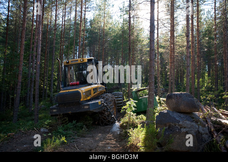 Yellow Ponsse Elk forestiere / forwarder nella giovane foresta finnica di pino taiga ( pinus sylvestris ) , Finlandia Foto Stock