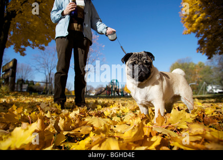 Un pug cucciolo giocando in foglie colorate che sono caduti da un albero in Wisconsin. Foto Stock