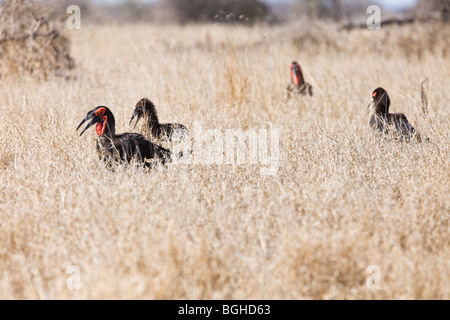 Massa meridionale hornbill famiglia nel Parco Nazionale di Kruger Foto Stock