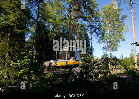Giallo Ponsse Ergo Trincia forestale al sito di abbattimento in finlandese , Finlandia Foto Stock
