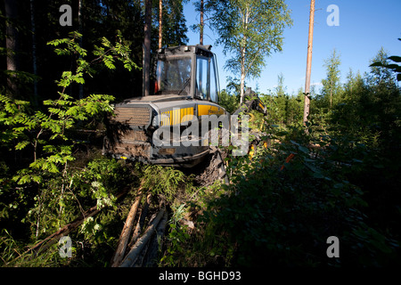 Giallo Ponsse Ergo Trincia forestale al sito di abbattimento nella foresta finlandese , Finlandia Foto Stock
