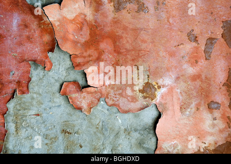 Vecchio pelati parete in gesso. Foto Stock