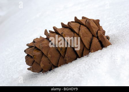 Cono del Siberiano pino cedro sulla neve Foto Stock