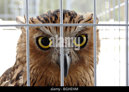 Un gufo in una gabbia. Foto Stock