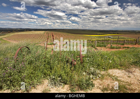 La Barossa Valley Wine Regione Sud Australia Foto Stock