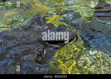 Bat ray al Sea World di San Diego in USA Foto Stock