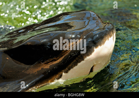 Bat ray al Sea World di San Diego in USA Foto Stock