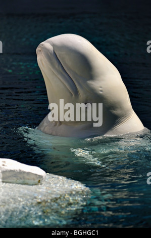 Beluga o balena bianca (Delphinapterus leucas) in Sea World di San Diego, Stati Uniti d'America Foto Stock