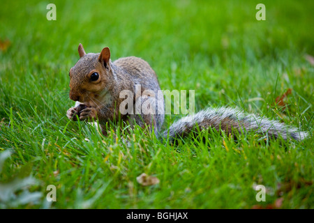 Uno scoiattolo su un prato a Washington DC Foto Stock