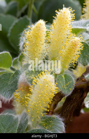 Salice Nano, Salix nakamurana var. yezoalpina Foto Stock