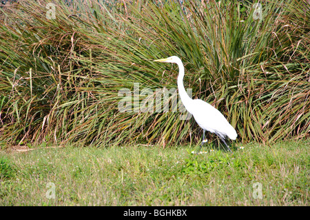 Snowy garzetta, Everglades National Park, Florida, Stati Uniti d'America Foto Stock