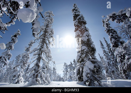 Inverno a Urho Kekkonen National Park, Finlandia Foto Stock