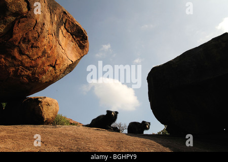 Orsi labiati Foto Stock