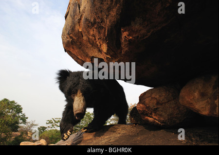 Bradipo Orso - Se sembra potrebbe uccidere Foto Stock