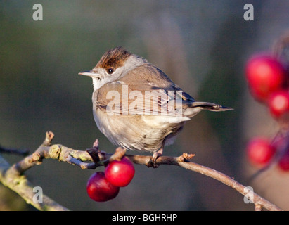 Capinera femmina (sylvia atricapilla) alimentazione su Malus Red Sentinel crab apple tree) Foto Stock