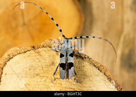 Rosalia Longicorn (Rosalia alpina), femmina su legno di faggio. Foto Stock