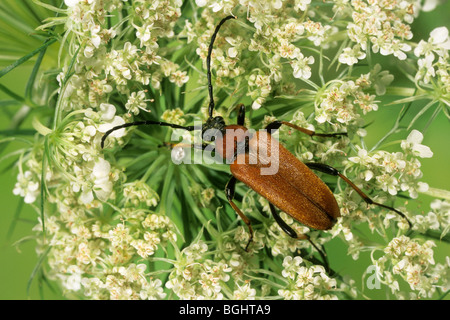 Red Longhorn Beetle (Stictoleptura rubra, Leptura rubra), Adulto su fiori bianchi. Foto Stock