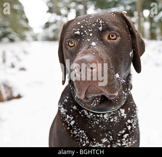 Colpo di un simpatico Labrador cioccolato nel paesaggio innevato Foto Stock