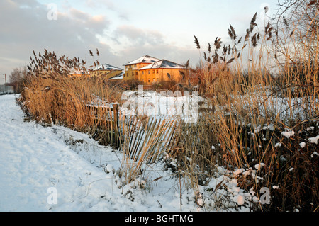 Gillespie Park Local Nature Reserve sotto la neve, Common Reed Phragmites australis in primo piano e council Houses sulla destra Highbury Islington Foto Stock