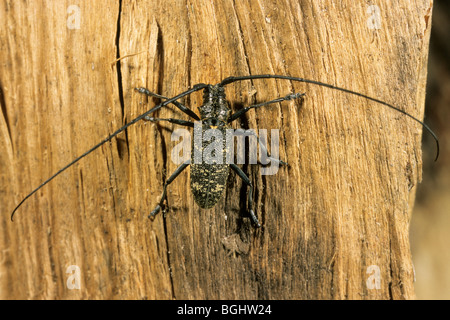 Di piccole dimensioni e di colore bianco-marmorated Long-cornuto Beetle (Monochamus sutor), maschio su legno. Foto Stock