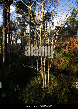 Il Lickey Hills Country Park in worcestershire west Midlands England Regno Unito Foto Stock