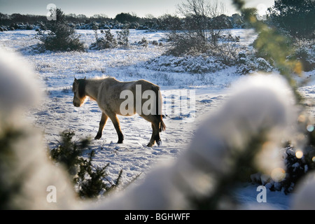 Una nuova foresta pony passeggiate sulla neve coperto terreno Foto Stock