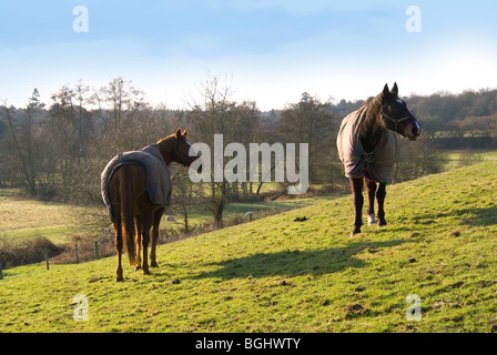 Due cavalli che indossano tuniche in piedi su una collina su un fine inverno inglese del giorno Foto Stock