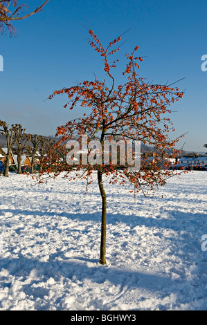 Weald village, Kent, Regno Unito dopo nevicata Foto Stock