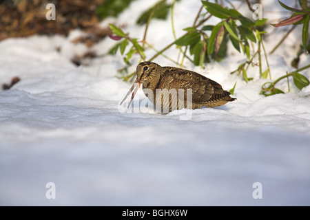 Beccaccia Scolopax rusticola alimentando in neve a Cleeve, Somerset, Regno Unito in gennaio. Foto Stock