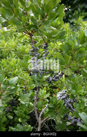 Bayberry settentrionale, Myrica pensylvanica, Myricaceae, Nord Est USA, America del Nord Foto Stock
