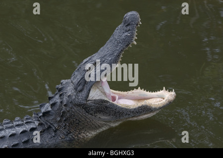 Alligatore con bocca aperta Foto Stock