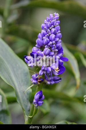 Blue Ginger, Blue-Ginger o zenzero brasiliano, Dichorisandra thyrsiflora, Commelinaceae, tropicali del Sud America Foto Stock