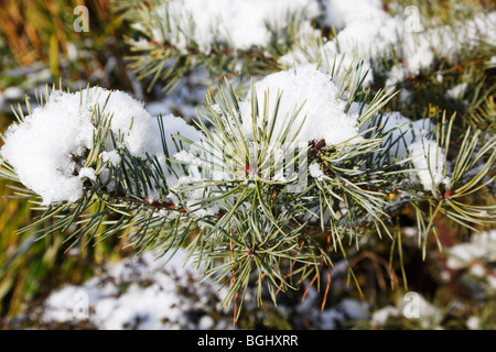 Abete norvegese, Picea Abies, albero con foglie d'ago ricoperte di neve. Foto Stock