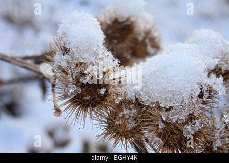 In prossimità delle teste di seme e la neve. Surrey, Inghilterra, Regno Unito. Foto Stock