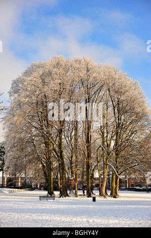 Naturale anello formato di albero in Luton Foto Stock