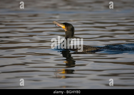 Cormorano Phalacrocorax carbo Foto Stock