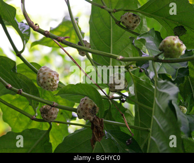 Tahitian Noni o Gelso indiano, Morinda citrifolia, Rubiaceae, Malesian del Nord e la regione dei Caraibi, Australia. Foto Stock