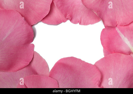 Rosa dei petali di rosa fresca disposti in una configurazione di sfondo Foto Stock