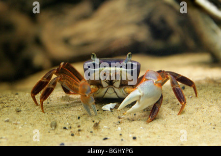 Rainbow Granchio, Potamon anomalus, Potamidae, Nigeria, Africa occidentale. Colorate il granchio d'acqua dolce. Foto Stock