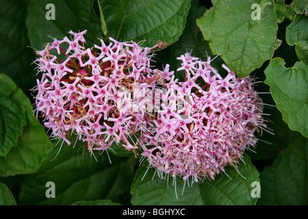 Strong-Scented Glorybower, Cashmere Bouquet Rose Gloria Bower, o messicano Hydrangea, Clerodendrum bungei, Lippenblütler. Cina Foto Stock