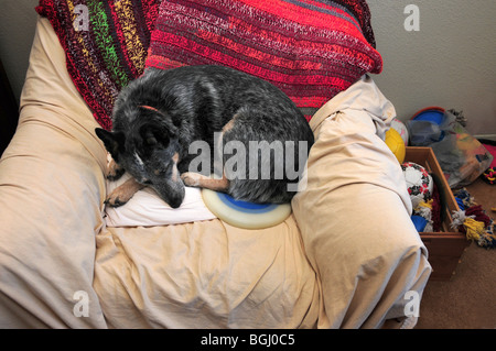 Un Queensland Heeler blu, Miniature pinscher, dorme con il suo disco dopo la riproduzione. Foto Stock