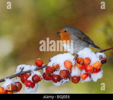Robin Erithacus rubecula in snow scheda di natale Foto Stock