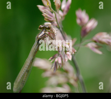 Un bronzo damselfly colorati in appoggio su una paletta di erba Foto Stock